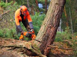 Why Choose Our Tree Removal Services in Crowley Lake, CA?