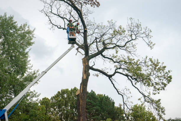 Best Fruit Tree Pruning  in Crowley Lake, CA