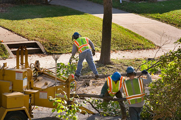 Lawn Drainage Solutions in Crowley Lake, CA