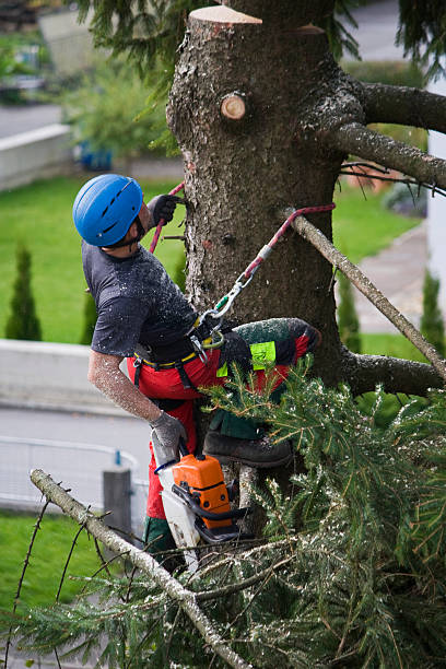 Best Storm Damage Tree Cleanup  in Crowley Lake, CA