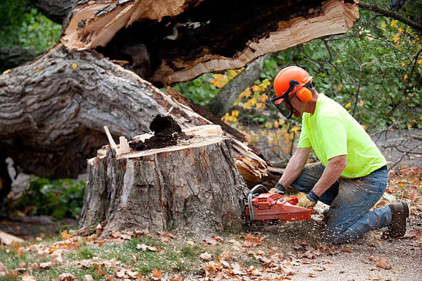 Best Commercial Tree Services  in Crowley Lake, CA