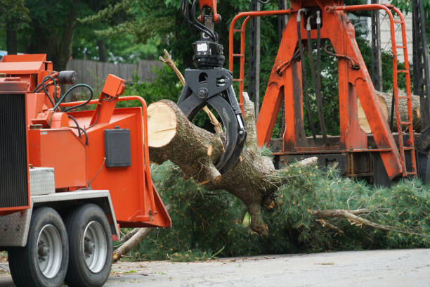 Professional  Tree Services in Crowley Lake, CA